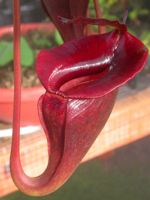 mes plantes carnivores nepenthes highland 92e1e3ff2ao
