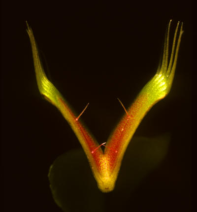 Venus Fly Trap (Dionaea muscipula) ~ Buy a Venus Fly Trap at Logee's!