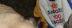 This flag proudly brought to you by "Terri Norris" on 04/01/2008